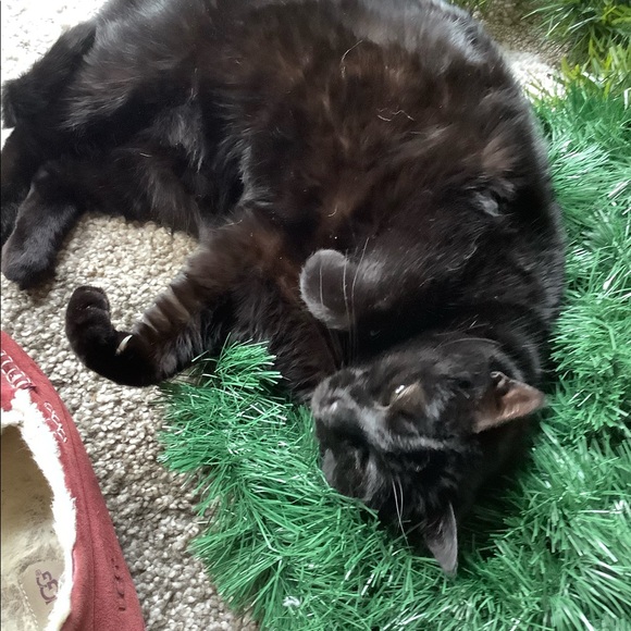 Meet your Posher, Christina - Picture 5 of 16